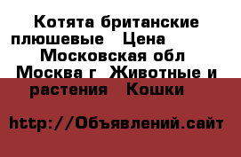 Котята британские плюшевые › Цена ­ 3 000 - Московская обл., Москва г. Животные и растения » Кошки   